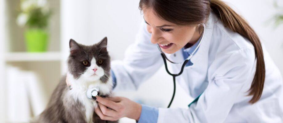 The Pros And Cons: Physical Vet Versus Online Vet Appointments